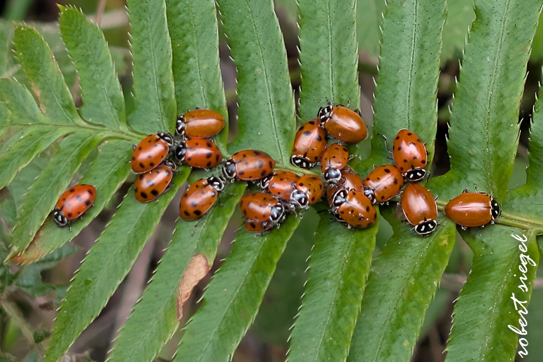 purissima state park